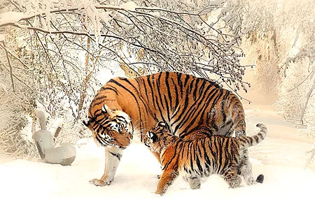动物 自然 老虎 幼虎 冬天 雪 野生动物 摄影 猫 哺动物 大猫 4K高清壁纸 3840×2160