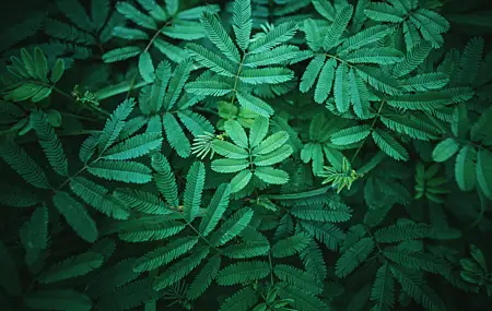 植物 绿色 叶 手机壁纸 6000×4000