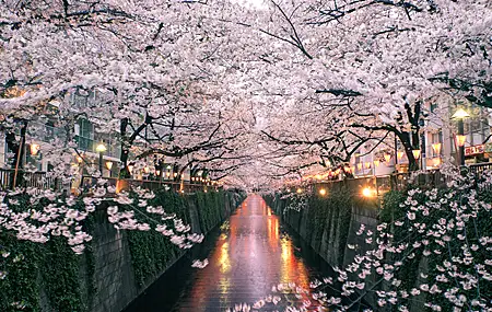 自然 鲜花 樱花 4K高清壁纸 3999×2666