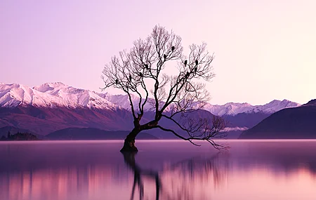 超清自然 紫色 水 树木 倒影 瓦纳卡湖 湖 新西兰 山脉 风景 雪峰 桌面壁纸 6720×4480