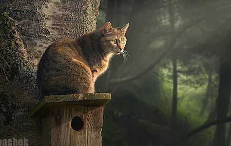 加巴切克 猫 动物 哺动物 森林 灯光 壁纸 3840×2160