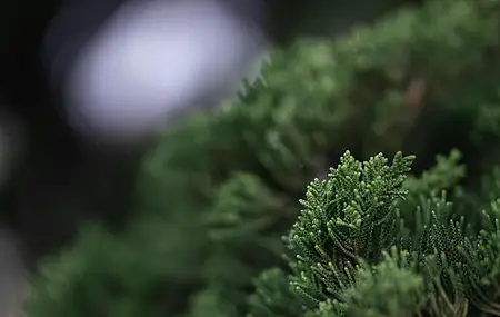 摄影 超宽 植物 微距 壁纸 5999×2571
