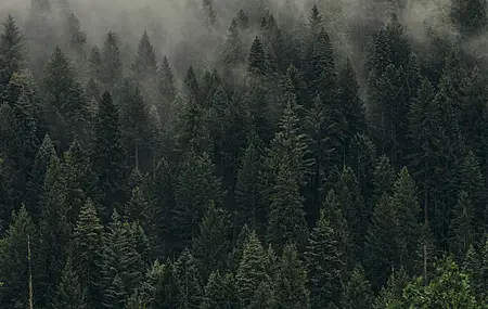 经典风景 森林 摄影 树木 薄雾 壁纸 3840×2160