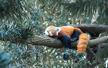 自然 树木 绿色 木材 树枝 动物 睡眠 哺乳动物 小熊猫 壁纸 3840×2160
