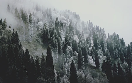 绚丽风景 冬季 雪 森林 树木 摄影 自然 寒冷 壁纸 5184×3456