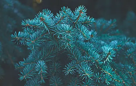 植物 波克 松树 蓝绿色 树木 无水印壁纸 3840×2160