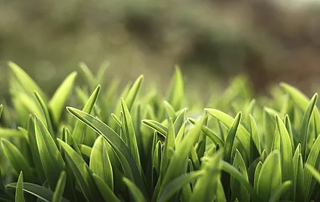热门春天 自然 树叶 植物 高清壁纸 3840×2160