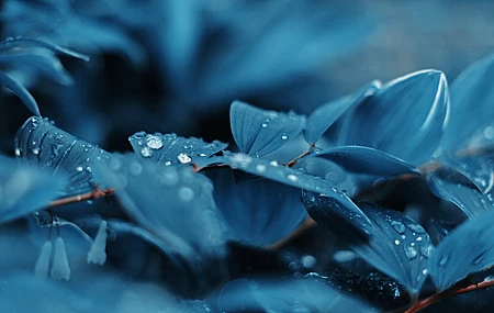 蓝色 植物 水滴 自然 摄影 叶子 电脑 壁纸 3840×2160