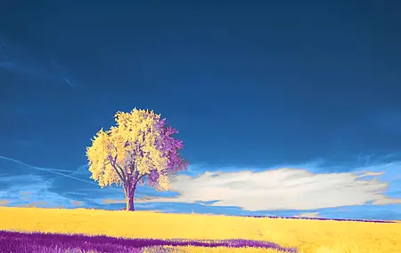 自然 风景 绘画 云 天空 树木 电脑 壁纸 6000×4000
