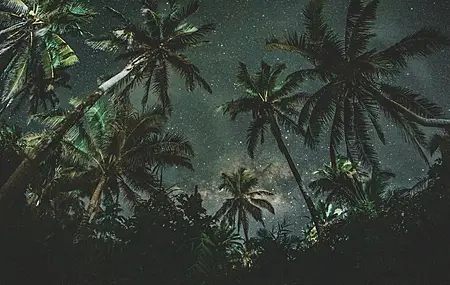 大自然 星夜 夜晚 棕榈树 黑暗 电脑 4K高清壁纸 4240×2832