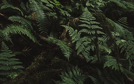 植物 蕨类 森林 绿色 自然 特写 树叶 电脑 壁纸 5160×2160