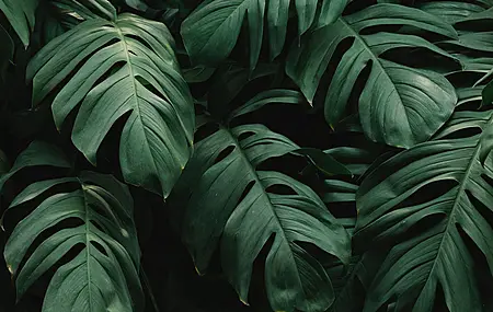 植物 绿色 自然 摄影 阴影 电脑 桌面壁纸 3840×2400