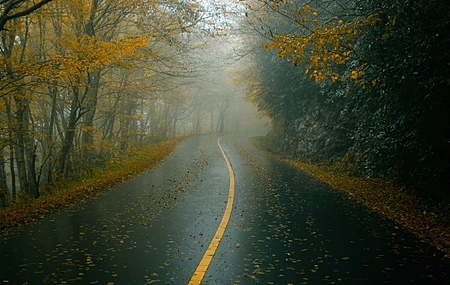 精选秋天 自然 道路 黑暗 薄雾 树叶 电脑 手机壁纸 6000×4000