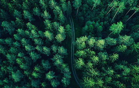 森林 无人机照片 树木 木材 道路 风景 电脑 4K高清壁纸 4000×2250