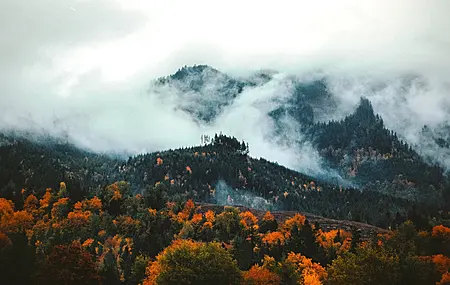 热门自然 风景 森林 树木 秋天 云 雾 华盛顿 电脑 高清壁纸 4096×2304