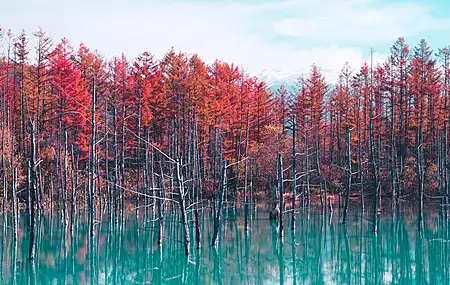 自然 风景 树木 森林 秋天 水 池塘 天空 云 电脑 4K壁纸 6000×4000