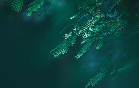 精选绿色 植物 树木 松树 特写 自然 电脑 壁纸 4080×2720