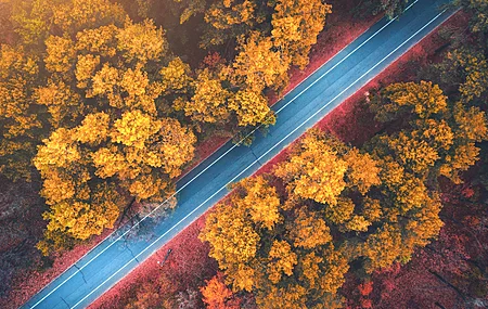 热门森林 道路 秋天 自然 橙色 顶视图 鸟瞰图 阳光 树叶 树木 电脑 高清壁纸 5048×3640