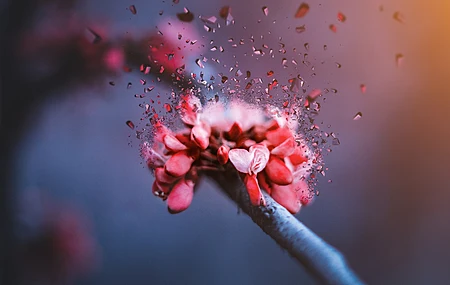 樱花 碎片 玻璃 微距 花 电脑 壁纸 5184×3456