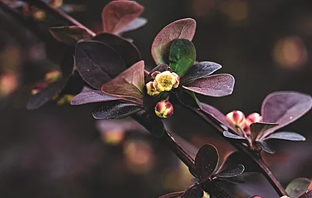 绚丽花 景深 摄影 树叶 植物 树枝 自然 特写 分支 电脑 手机壁纸 4096×2734