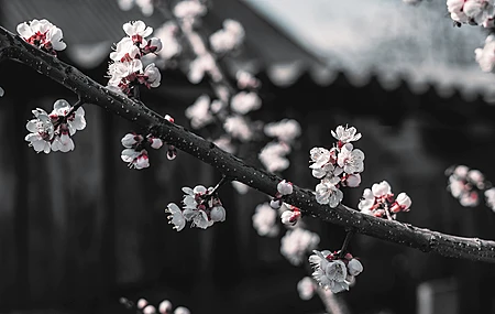 高清樱花 红 黑 白 选择性着色 电脑 壁纸 8000×4500
