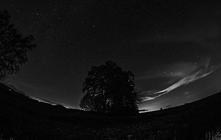 高清夜 自然 树木 夜空 星星 鱼眼镜头 摄影 黑暗 单色 电脑 壁纸 6000×3376