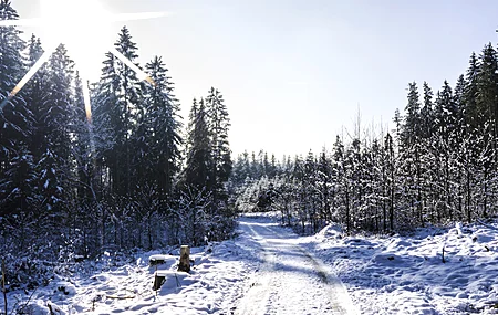 绝美自然 风景 太阳 树木 冬天 雪 足迹 小路 户外 摄影 阳光 电脑 壁纸 6000×3376