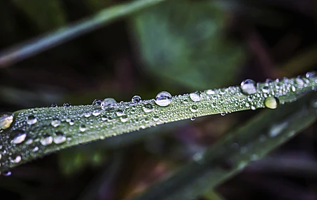 绝美自然 水滴 草 微距 绿色 特写 模糊 摄影 水 景深 电脑 壁纸 6000×3376