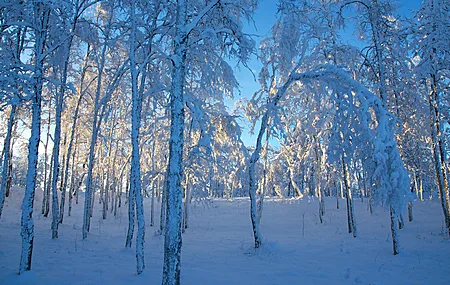 冬天 季节 冰 风景 雪 阳光 森林 晴朗的天空 电脑 壁纸 3840×2160