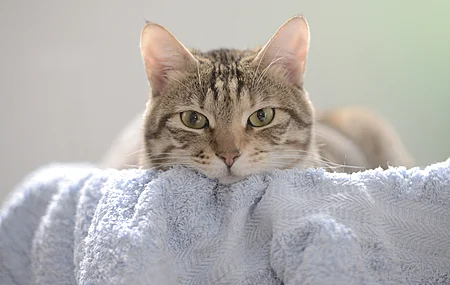 动物 猫 哺动物 毛巾 室内 特写 电脑 壁纸 3840×2160