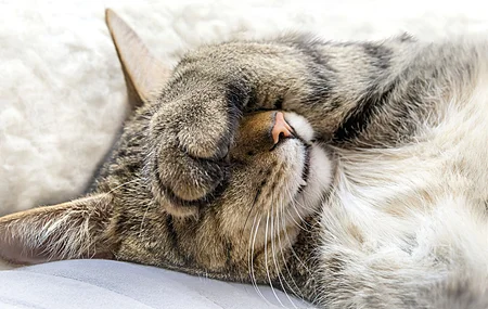 猫 动物 特写 睡眠 电脑 壁纸 6000×3375