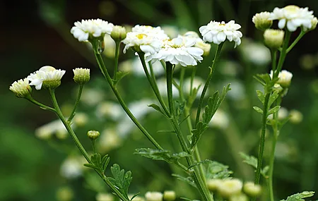 超清洋甘菊 花 白色花 植物 特写 电脑 高清壁纸 4912×3264