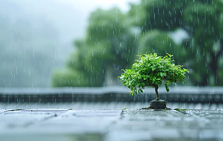 雨 景深 电脑 壁纸 5824×3264