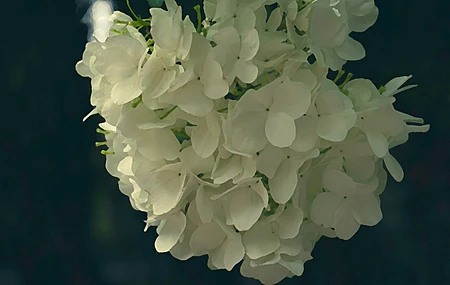精选鲜花 绣球 电脑 壁纸 6000×3460