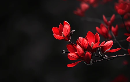 热门AI艺术 花 黑色 红色 景深 电脑 高清壁纸 5824×3264