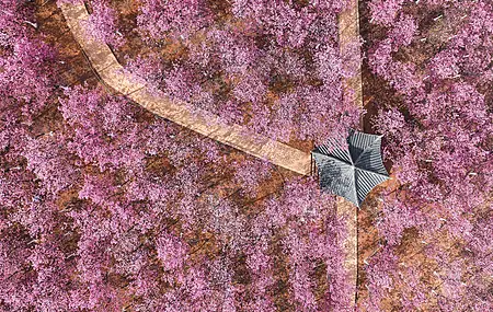 自然 景观 花卉 丁香 鸟瞰图 电脑 手机壁纸 3840×2160