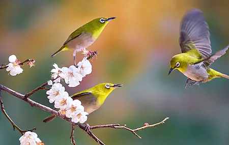 热门自然 摄影 鸟类 花卉 电脑 高清壁纸 1920×1080