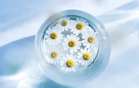 花 蓝色背景 雏菊 水 电脑 4K高清壁纸 4096×2726