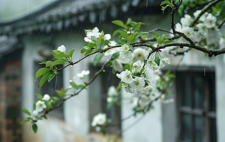热门古典 屋檐 白色 花朵 电脑贴纸 4K贴纸 4K壁纸 5824×3264