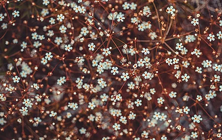 自然 花卉 植物 特写 散景 梅花 电脑 壁纸 3872×2592