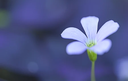绚丽花卉 植物 自然 宏观 摄影 户外 紫色背景 花瓣 模糊 特写 电脑 壁纸 3840×2160