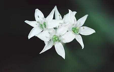 摄影 植物 自然 花卉 宏观 极简主义 特写 电脑 壁纸 3840×2160