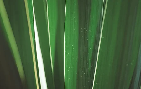 植物 摄影 户外 自然 树叶 特写 极简主义 电脑 壁纸 3840×2160