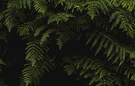 叶子 植物 自然 绿色 阴影 特写 电脑绿色 护眼 4K高清壁纸 3840×2560