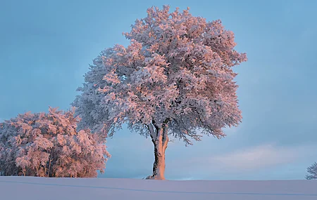 经典白色 粉色 树木 雪 晴朗 天空 云 自然 明亮 电脑 壁纸 3840×2560