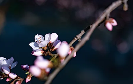 花朵 花瓣 自然 特写 景深 树枝 电脑 壁纸 5568×3712