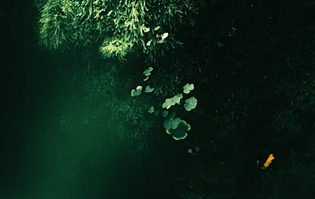 唯美自然 苔藓 三叶草 树木 阳光 手机壁纸 6000×4000