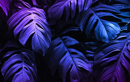 植物 叶子 自然 粉红色 紫色 阴影 特写 无水印壁纸 5000×2812