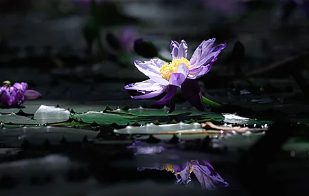 热门摄影 自然 花朵 倒影 睡莲 模糊背景 特写 高清壁纸 4096×2304