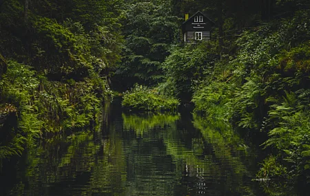 自然 树木 植物 水草 苔藓 雨林 小屋 河流 壁纸 6144×4096